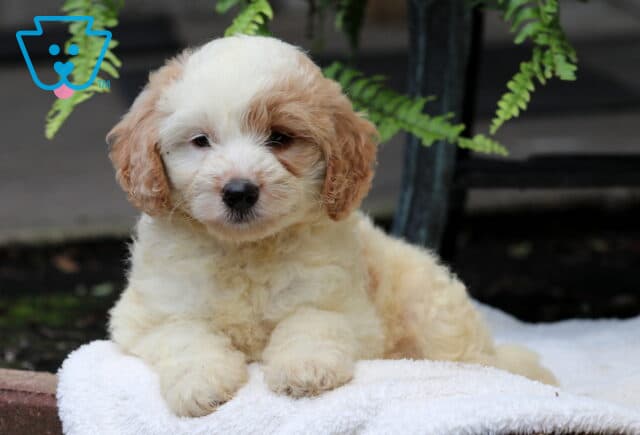 Sneakers Mini Goldendoodle2 image