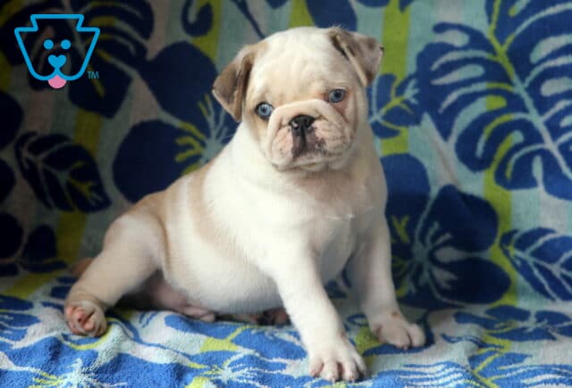 Adorable cream and tan Pug puppy with striking blue eyes sits on a tropical-themed blue and green patterned blanket, looking curiously at the camera. image