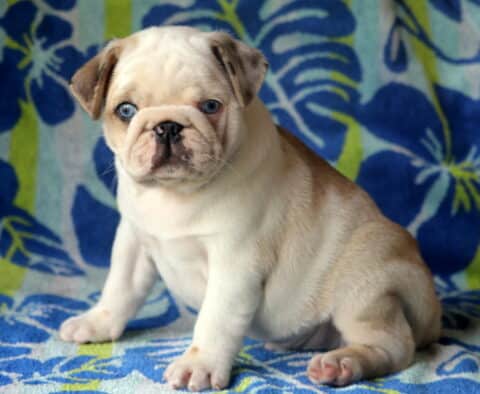 Snugg Pug2