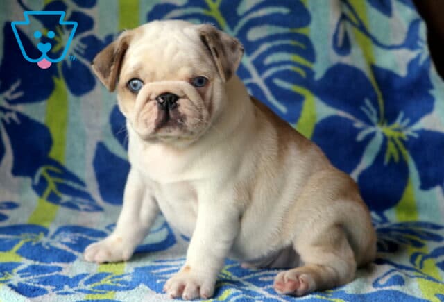 Cream-colored Pug puppy with vivid blue eyes sits upright on a blue and green floral blanket, facing forward with a curious expression. image