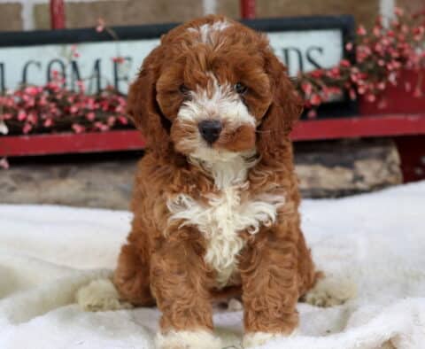 Sophie Cockapoo