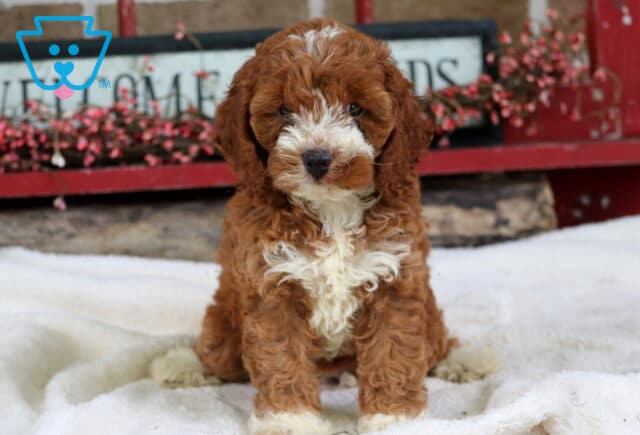 Sophie Cockapoo image