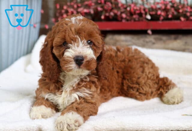 Sophie Cockapoo2 image