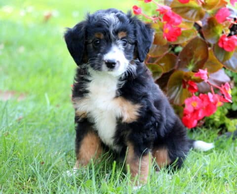 Sophie Mini Aussiedoodle