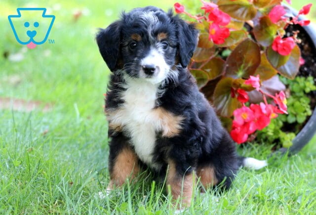 Sophie Mini Aussiedoodle image
