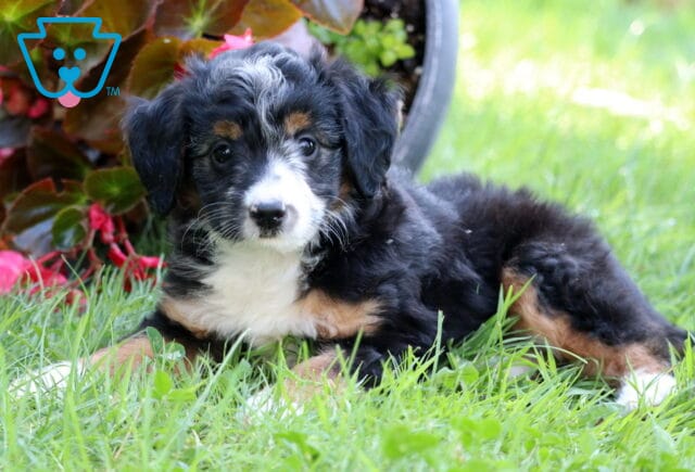 Sophie Mini Aussiedoodle2 image
