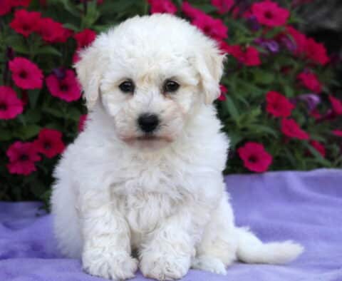 Adorable white Bichon Frise puppy with a fluffy coat sitting upright on a soft purple blanket, surrounded by vibrant pink and red flowers in the background.