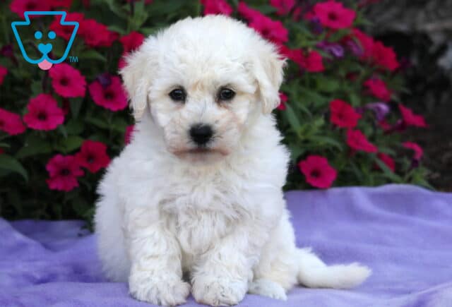 Adorable white Bichon Frise puppy with a fluffy coat sitting upright on a soft purple blanket, surrounded by vibrant pink and red flowers in the background. image