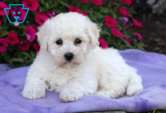 Fluffy white Bichon Frise puppy lying on a soft purple blanket with bright pink and red flowers blooming in the background. image