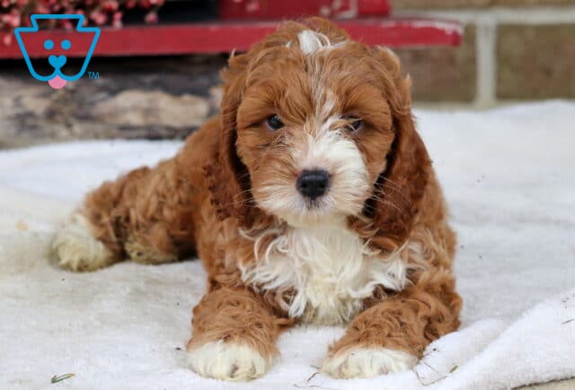 Sparky Cockapoo image