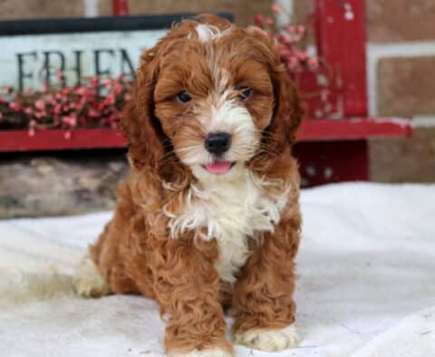 Playful Cockapoo puppy with curly reddish-brown fur, a white chest, and a white stripe on its forehead, sitting on a blanket with its tiny tongue sticking out in front of a red bench and floral backdrop.