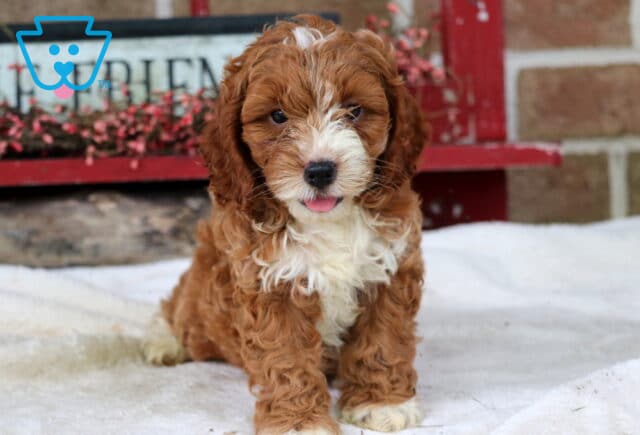 Sparky Cockapoo2 image