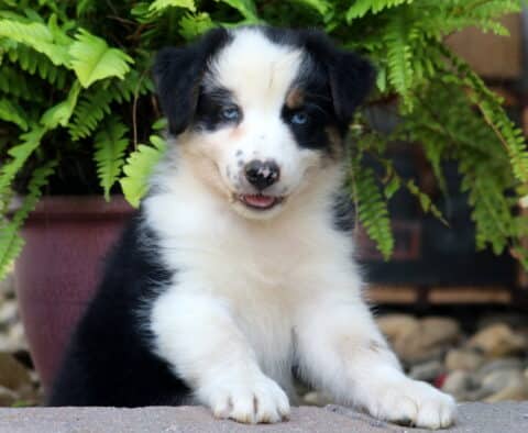 Charming black tri-color Australian Shepherd puppy with piercing blue eyes and a speckled nose, sitting in front of lush green ferns.