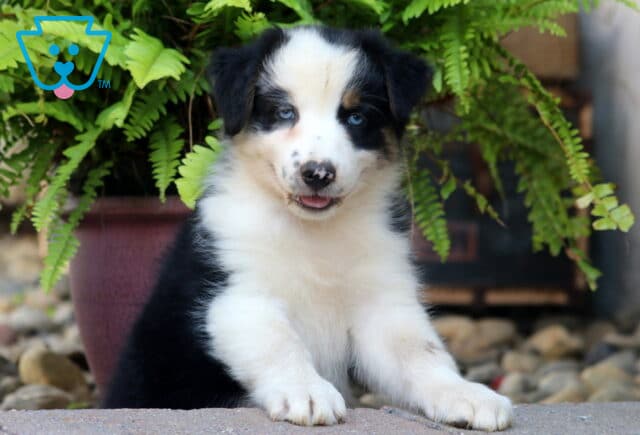 Charming black tri-color Australian Shepherd puppy with piercing blue eyes and a speckled nose, sitting in front of lush green ferns. image
