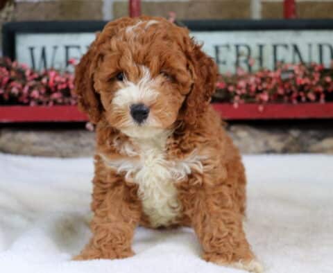 Spot Cockapoo