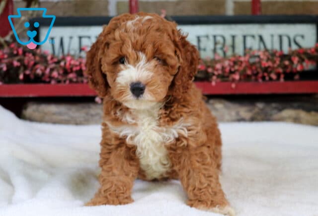 Spot Cockapoo image