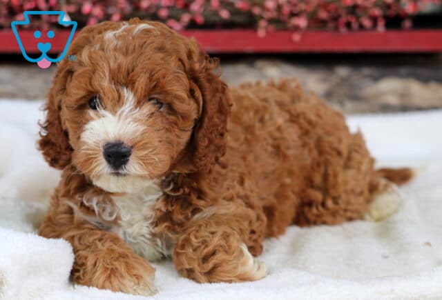 Spot Cockapoo2 image