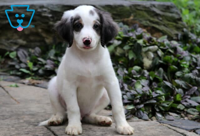 Sweet-faced mini Bernedoodle puppy with white fur and black markings sitting on a stone path, showing off a pink-speckled nose and gentle eyes in a garden setting. image