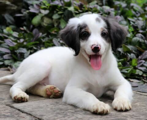 Happy mini Bernedoodle puppy with a white coat and black markings laying on a stone path, tongue out and smiling with a pink-speckled nose and bright eyes, surrounded by greenery.
