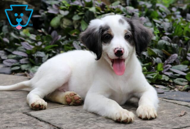 Happy mini Bernedoodle puppy with a white coat and black markings laying on a stone path, tongue out and smiling with a pink-speckled nose and bright eyes, surrounded by greenery. image