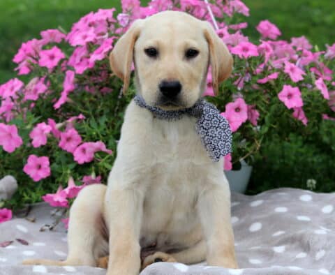 Stan Lab Mix
