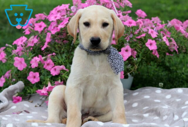 Stan Lab Mix image