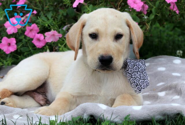 Stan Lab Mix2 image