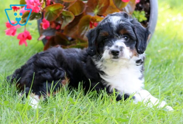 Star MIni Aussiedoodle image