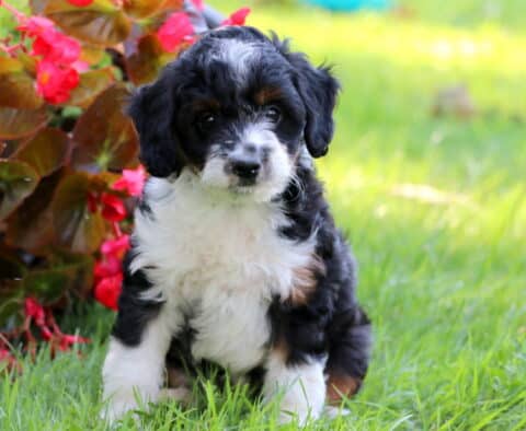 Star MIni Aussiedoodle2