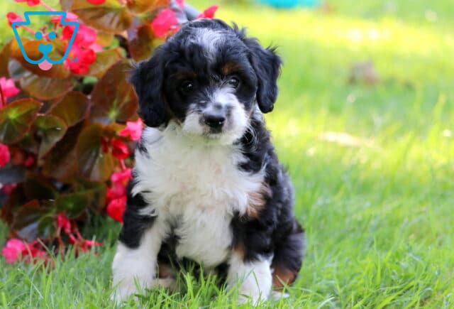 Star MIni Aussiedoodle2 image