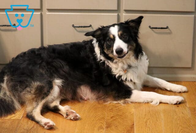 Stella Border Collie Diane Denlinger image