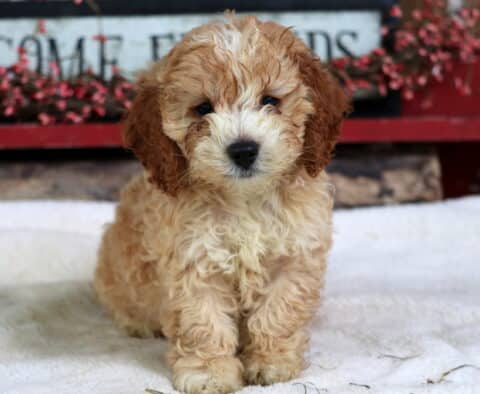 Stewie Cockapoo