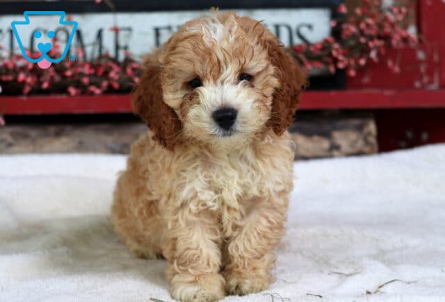 Stewie Cockapoo image