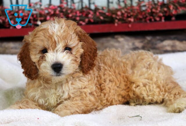 Stewie Cockapoo2 image
