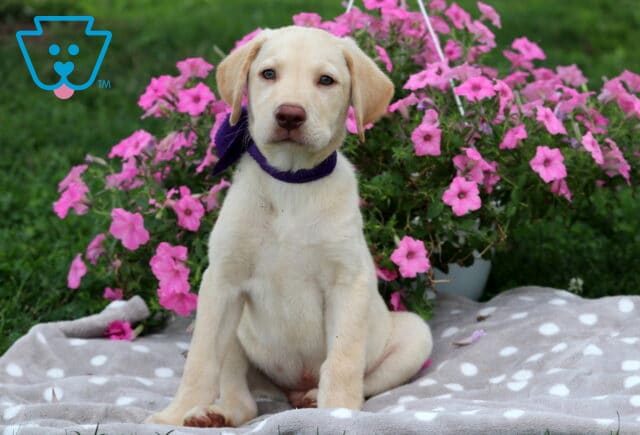 Stewie Lab Mix image