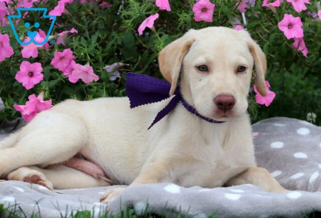 Stewie Lab Mix2 image