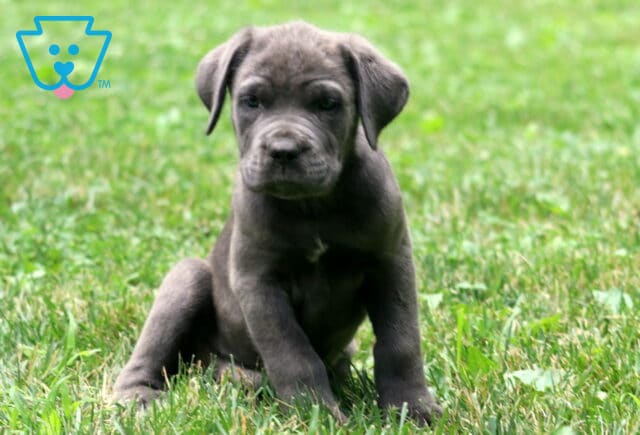 Gray Cane Corso puppy with a small white mark on its chest sits slightly tilted on green grass, looking softly at the camera with floppy ears. image