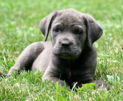 Storm Cane Corso2