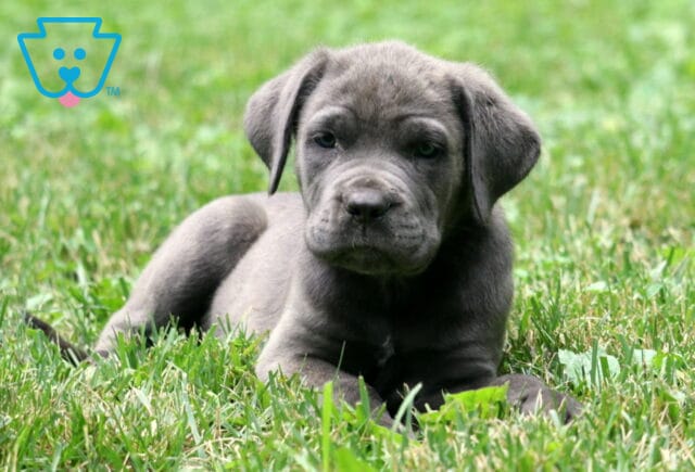 Young gray Cane Corso puppy lying down in lush green grass, gazing calmly at the camera with relaxed ears and a gentle expression. image