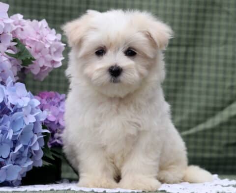 Stormy Maltese