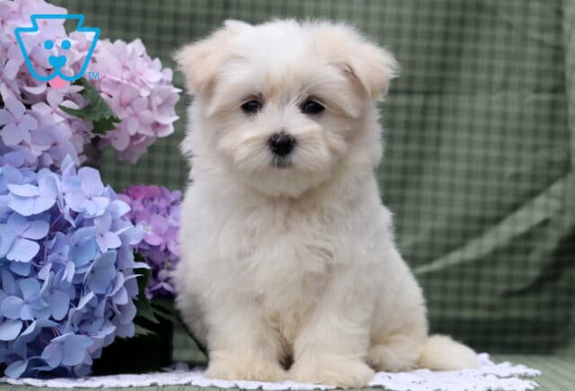 Stormy Maltese image