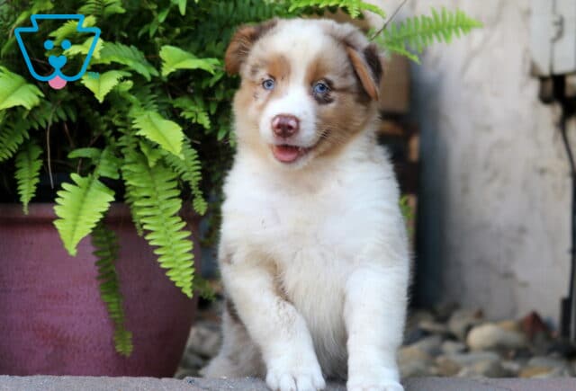 Adorable red merle Australian Shepherd puppy with bright blue eyes and a happy expression, sitting in front of a green fern plant. image