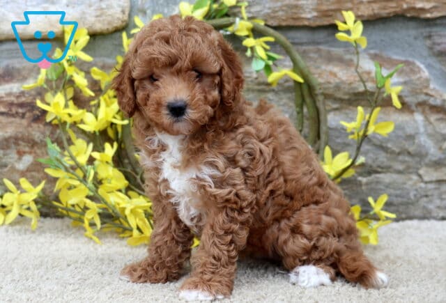 Curly red Poodle mix puppy with a white chest and white paws sitting on a beige carpet in front of a stone wall decorated with bright yellow flowers. image