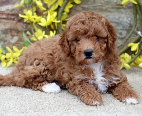 Fluffy red Poodle mix puppy with white markings on the chest, paw, and tail tip lying on a carpeted floor in front of a stone wall with yellow floral decorations.