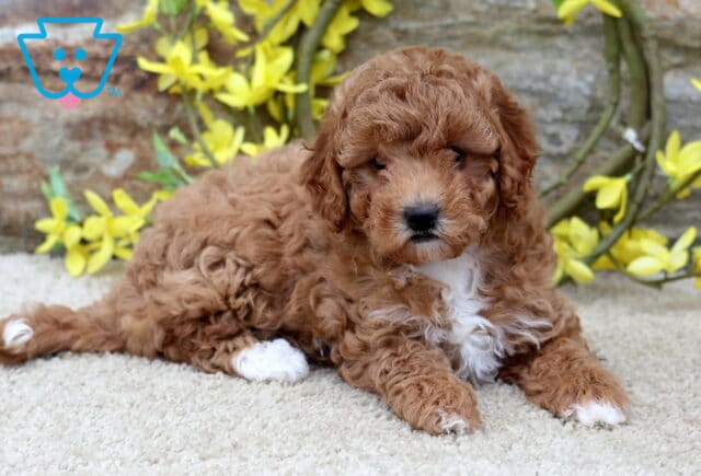 Fluffy red Poodle mix puppy with white markings on the chest, paw, and tail tip lying on a carpeted floor in front of a stone wall with yellow floral decorations. image