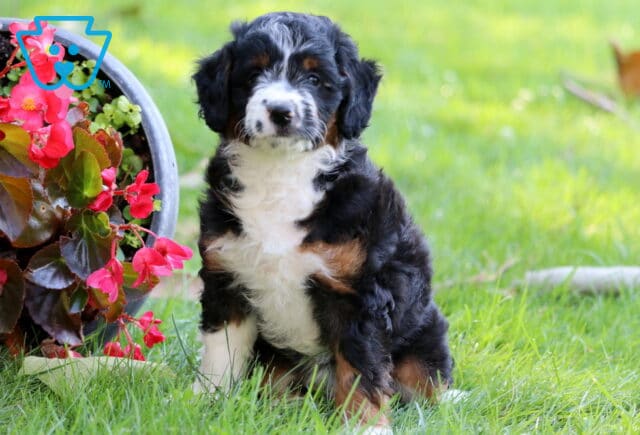 Sweet Pea Mini Aussiedoodle image