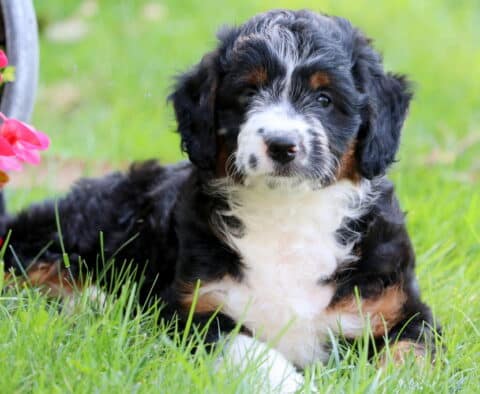 Sweet Pea Mini Aussiedoodle2