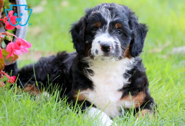 Sweet Pea Mini Aussiedoodle2 image