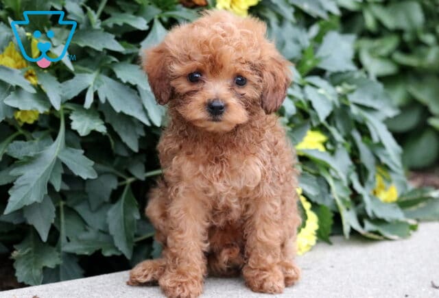 Tiny Havapoo puppy with a deep apricot curly coat sitting on a concrete surface, surrounded by lush green leaves and yellow flowers. image
