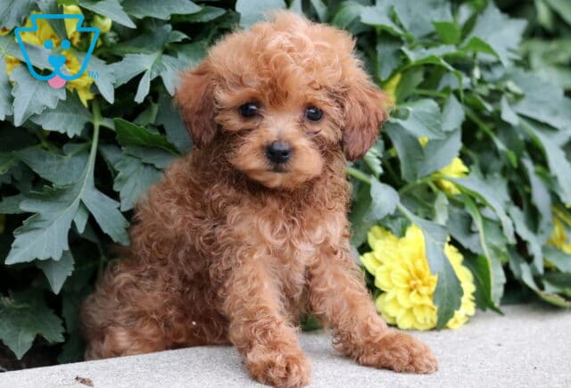 Tiny red Havapoo puppy with soft, curly fur sitting on a concrete edge in front of green foliage and blooming yellow flowers. image